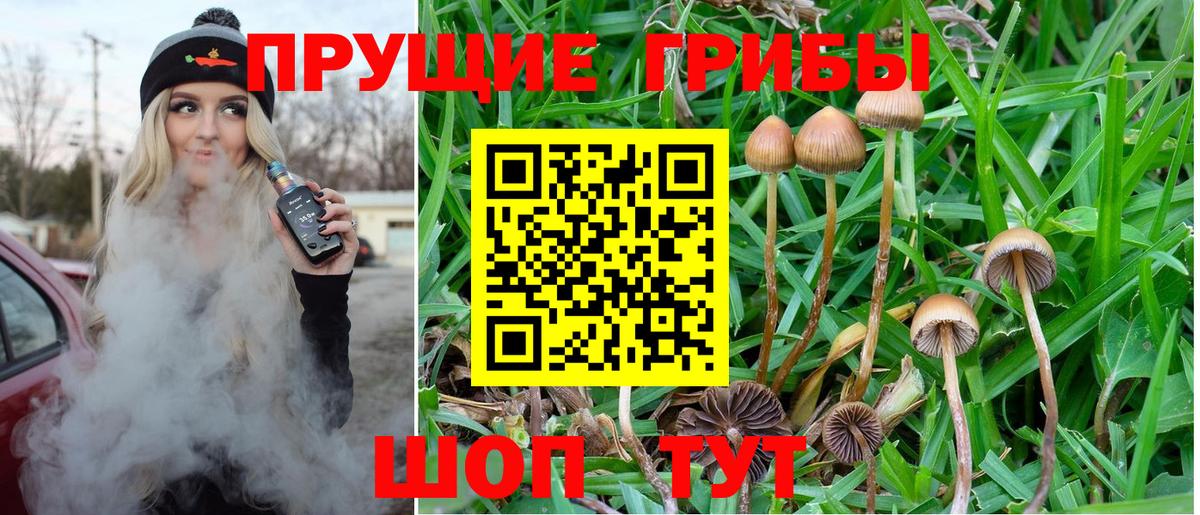 Псилоцибиновые грибы Cubensis Солнечногорск